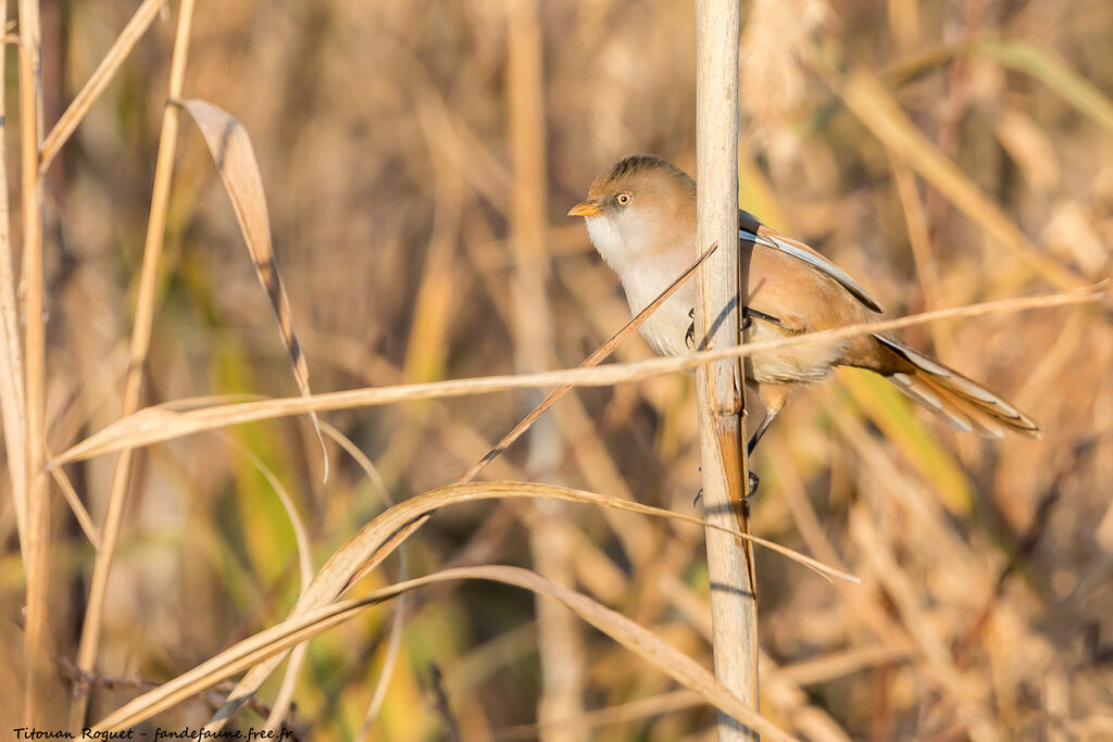 Bearded Reedling