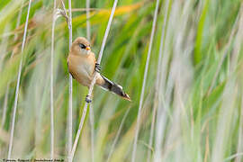 Bearded Reedling