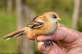 Bearded Reedling