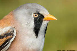 Bearded Reedling