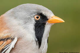 Bearded Reedling