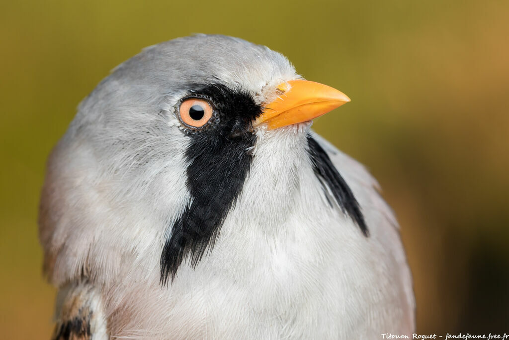 Bearded Reedling