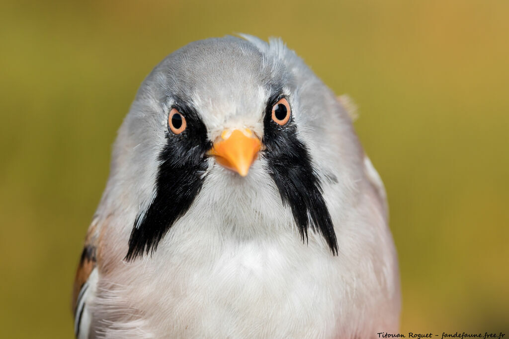 Bearded Reedling