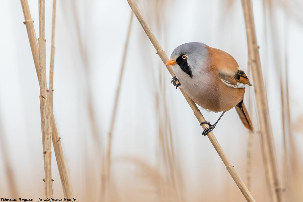 Bearded Reedling