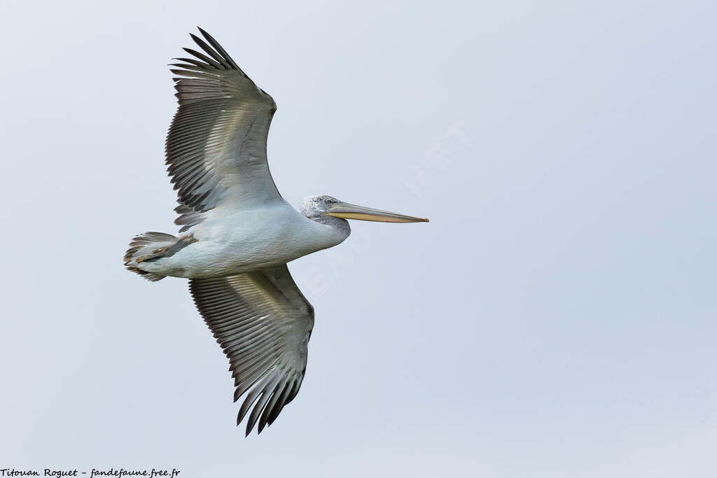 Dalmatian Pelican