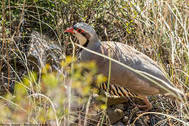 Chukar Partridge