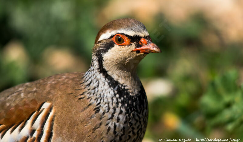 Red-legged Partridge, identification, close-up portrait
