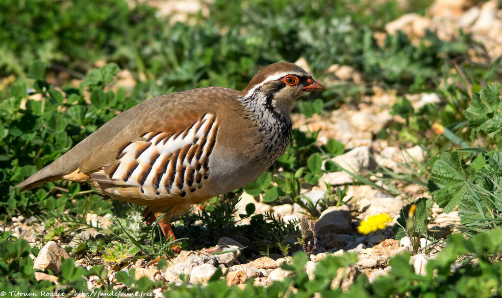 Perdrix rouge, identification