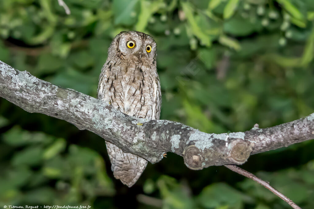 Eurasian Scops Owl male adult, identification