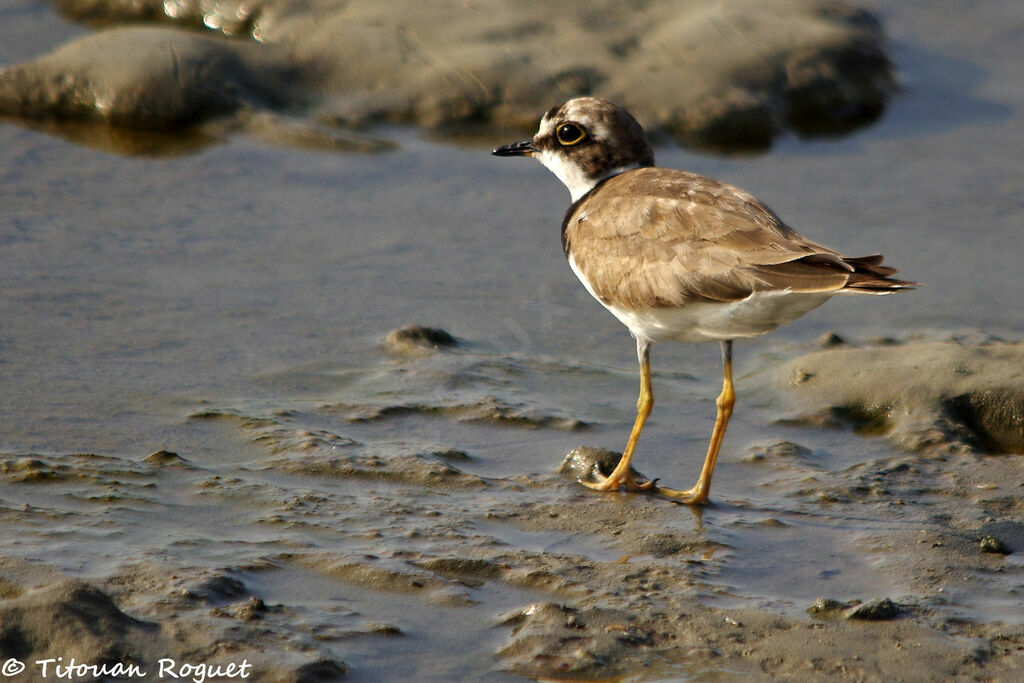 Little Ringed Plover