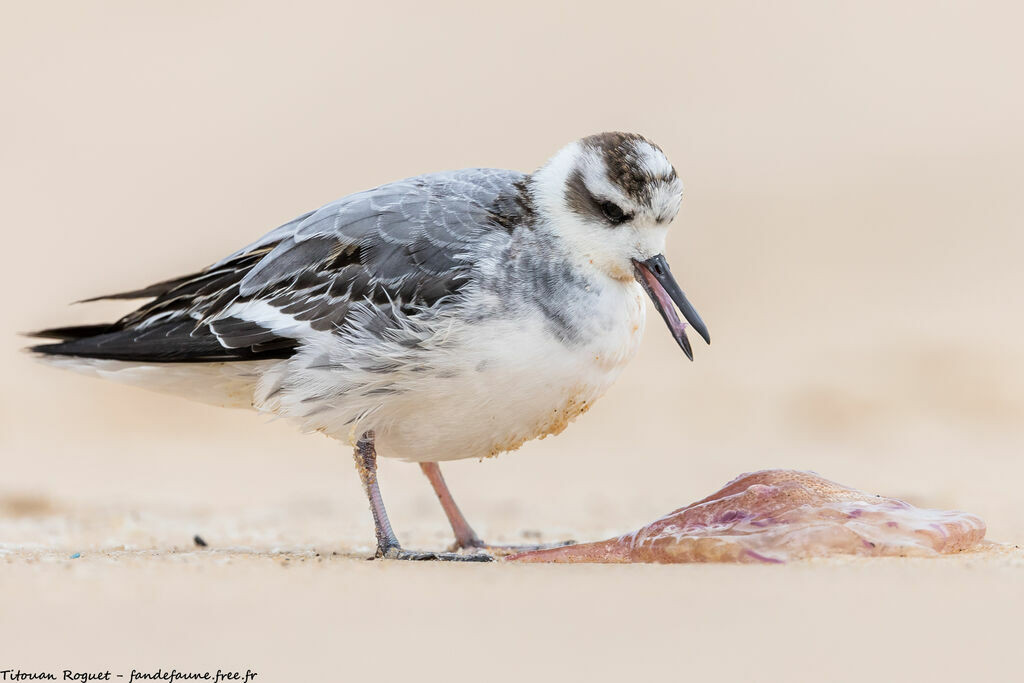 Phalarope à bec large