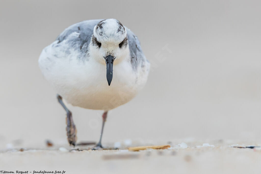 Red Phalarope