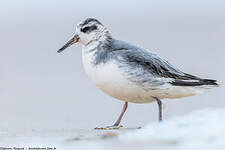 Phalarope à bec large