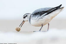 Phalarope à bec large