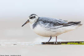 Red Phalarope