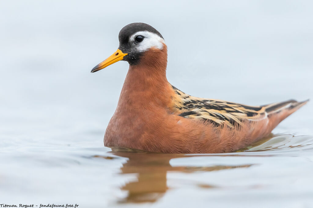 Red Phalarope