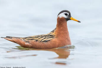 Phalarope à bec large