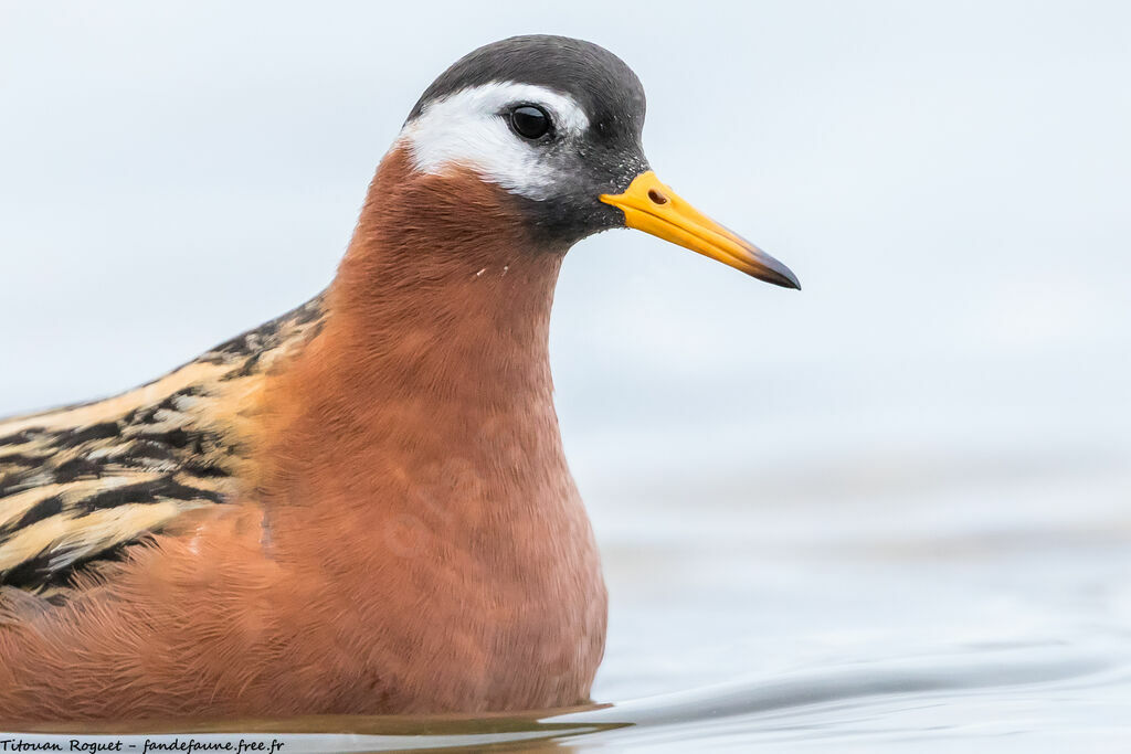 Red Phalarope