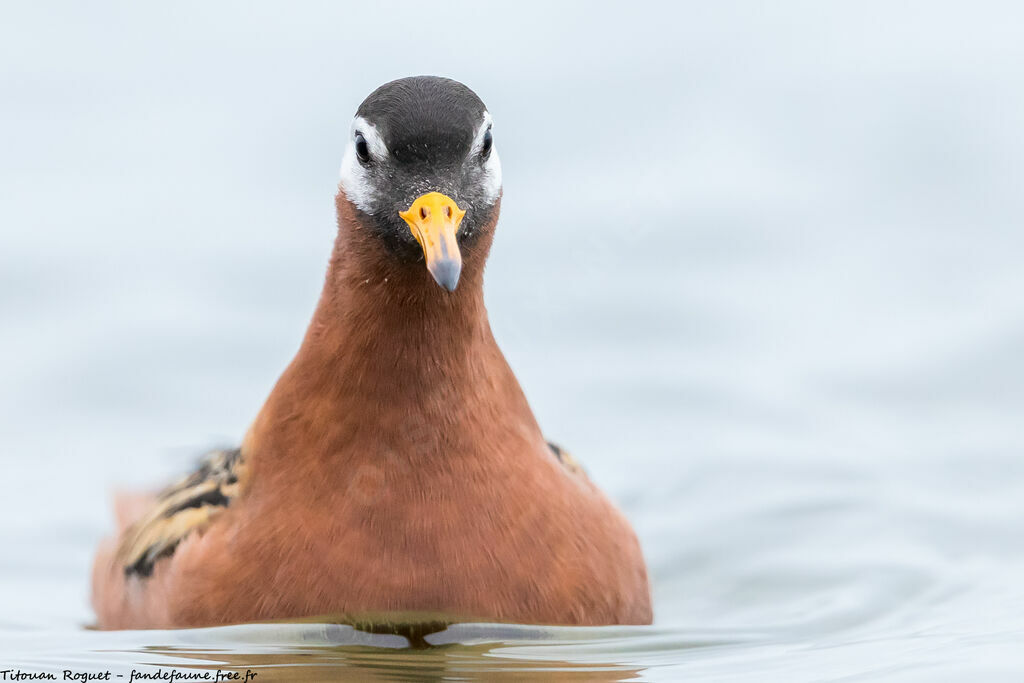 Red Phalarope