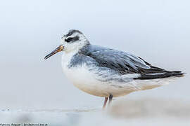 Red Phalarope