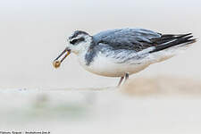 Phalarope à bec large