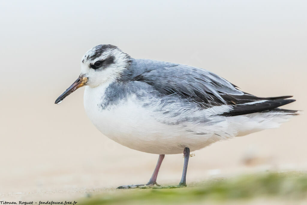 Red Phalarope