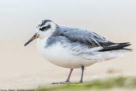 Phalarope à bec large