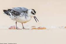 Phalarope à bec large