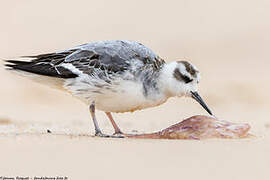 Phalarope à bec large