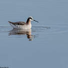 Phalarope de Wilson