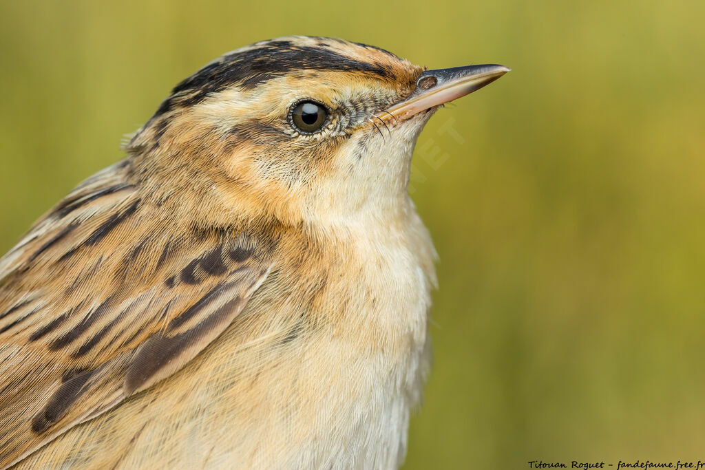 Aquatic Warbler