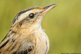 Aquatic Warbler