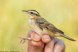 Aquatic Warbler