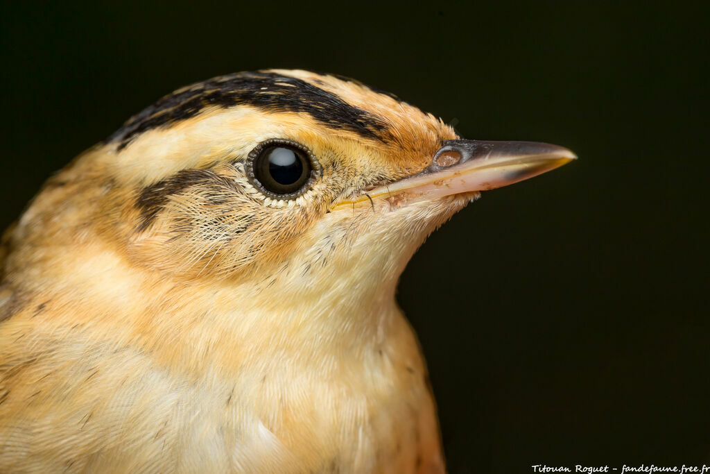 Aquatic Warbler