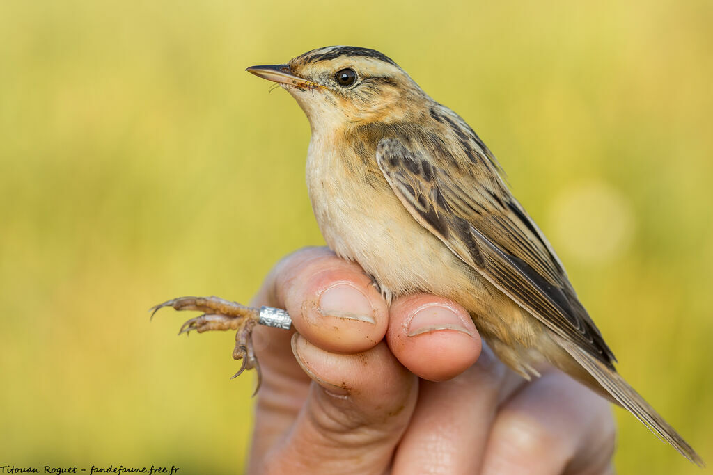 Aquatic Warbler