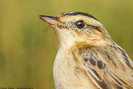 Aquatic Warbler