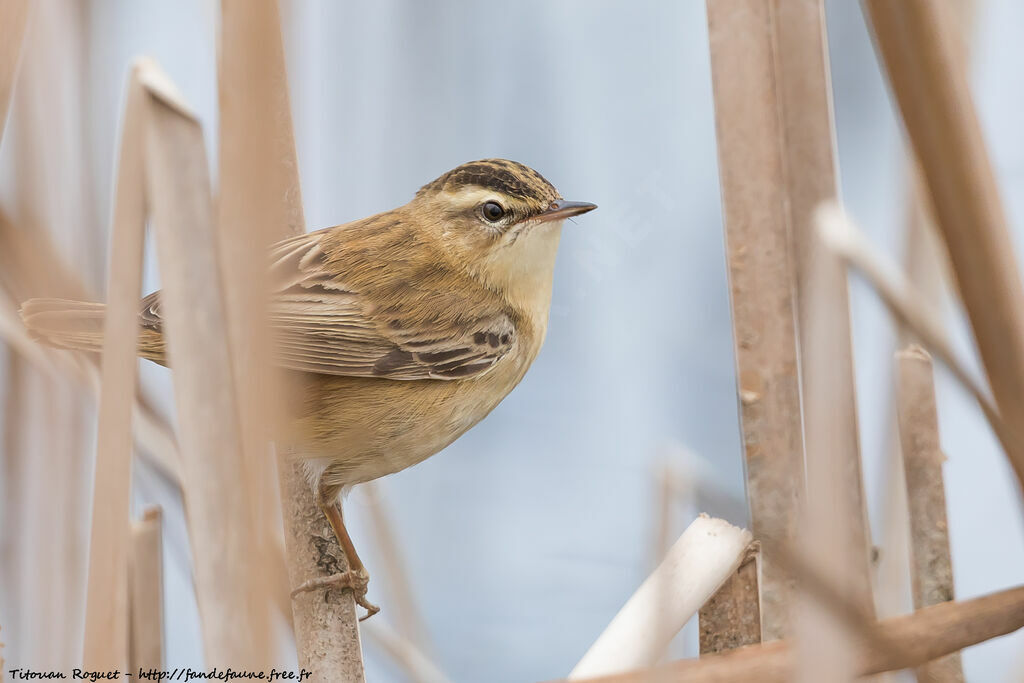 Sedge Warbler