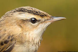 Sedge Warbler