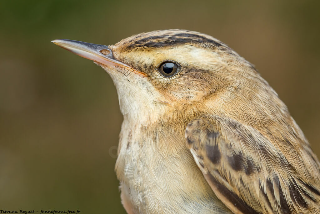 Sedge Warbler