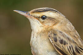 Sedge Warbler