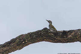 Grey-headed Woodpecker