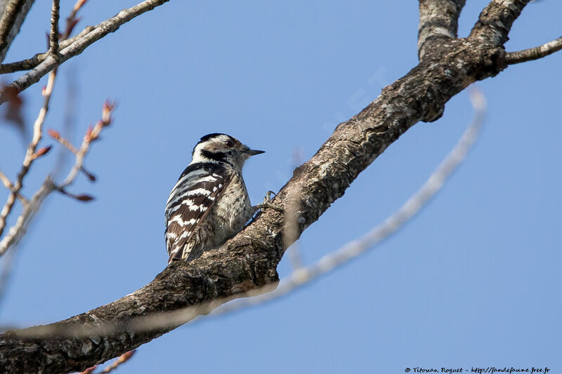Lesser Spotted Woodpecker female, identification