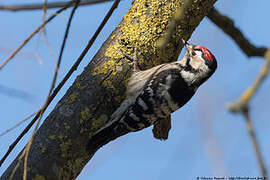 Lesser Spotted Woodpecker