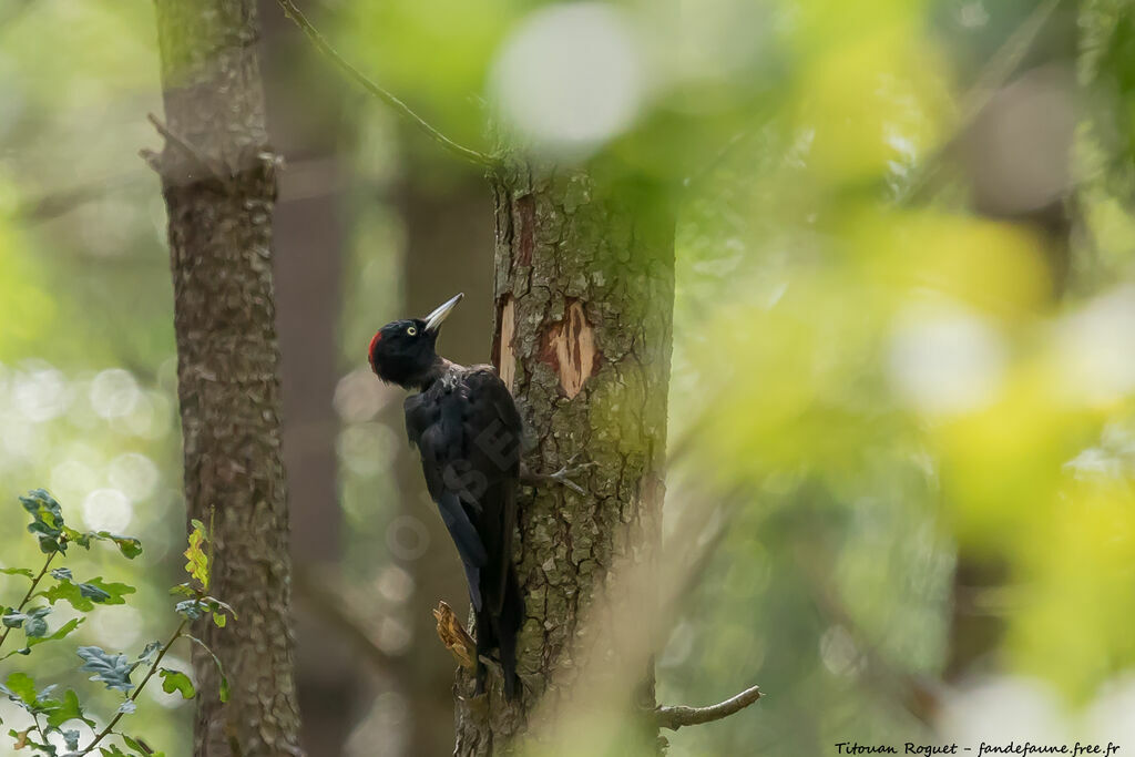 Pic noiradulte, habitat