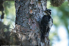 Eurasian Three-toed Woodpecker