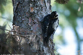 Eurasian Three-toed Woodpecker