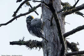 Eurasian Three-toed Woodpecker