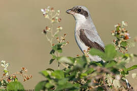 Lesser Grey Shrike