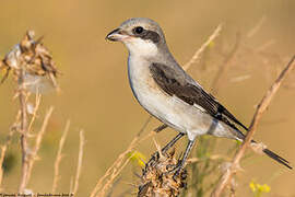 Lesser Grey Shrike