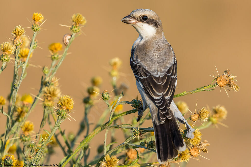 Lesser Grey Shrike